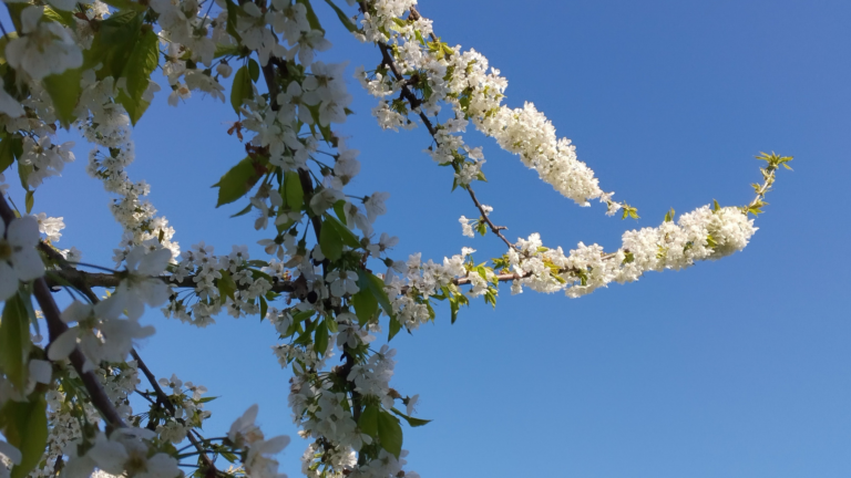 Kirschblüten im Sonnenlicht- Der Chor wünscht allen Frohe Oster!